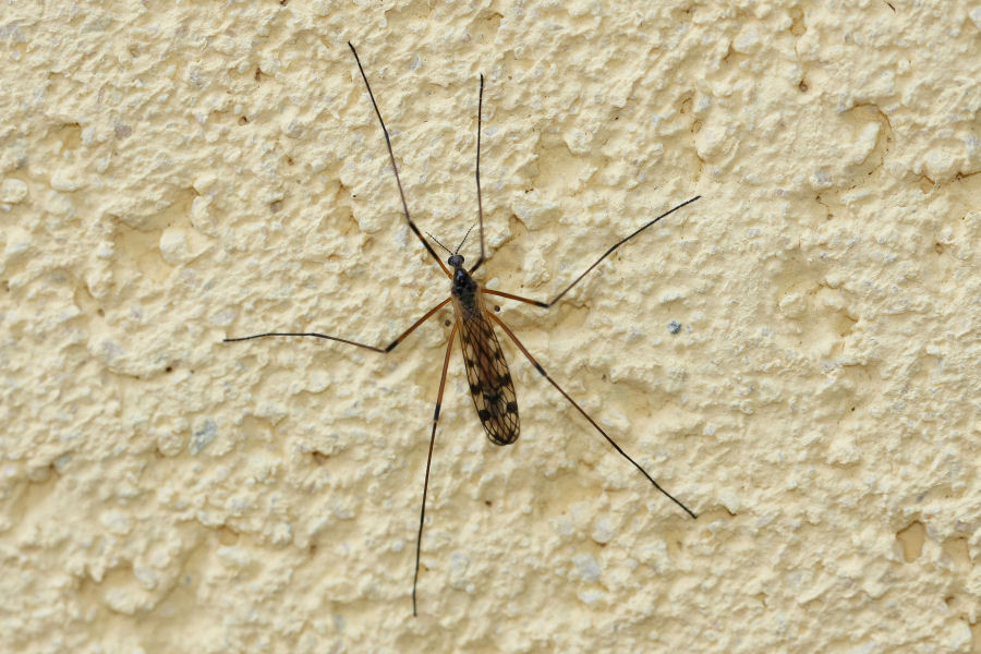 Limoniidae: Limonia maculipennis